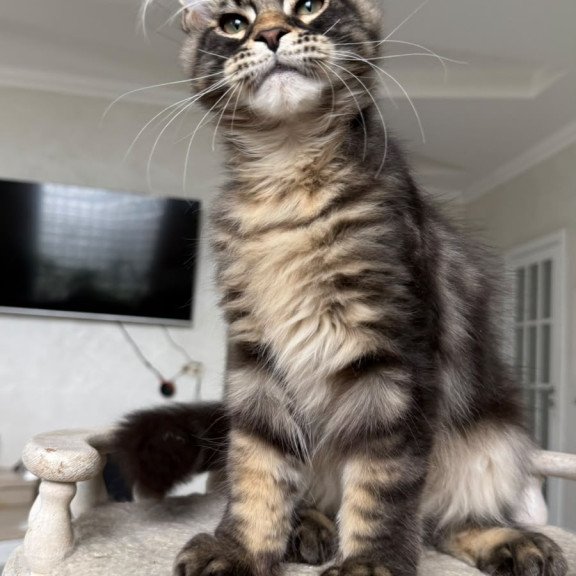 Maine Coon NOV Kazanova