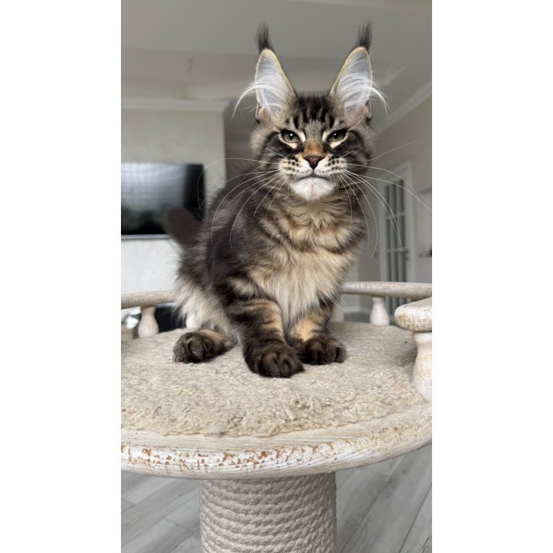 Maine Coon NOV Kazanova