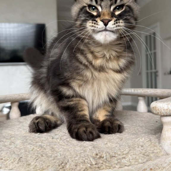 Maine Coon NOV Kazanova