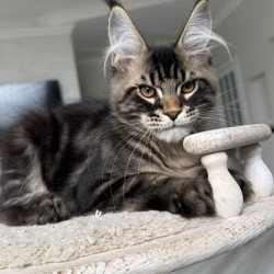 Maine Coon NOV Kazanova