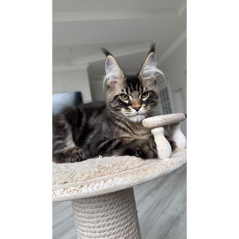 Maine Coon NOV Kazanova
