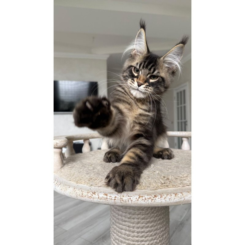 Maine Coon NOV Kazanova