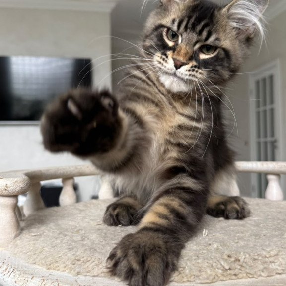 Maine Coon NOV Kazanova