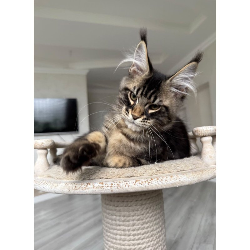 Maine Coon NOV Kazanova