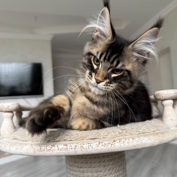 Maine Coon NOV Kazanova