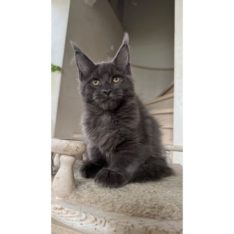 Maine Coon NOV Jina