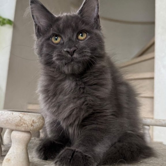 Maine Coon NOV Jina