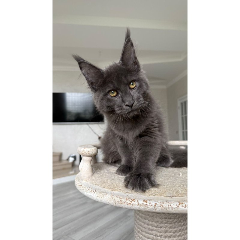 Maine Coon NOV Jina