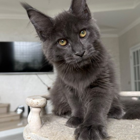 Maine Coon NOV Jina