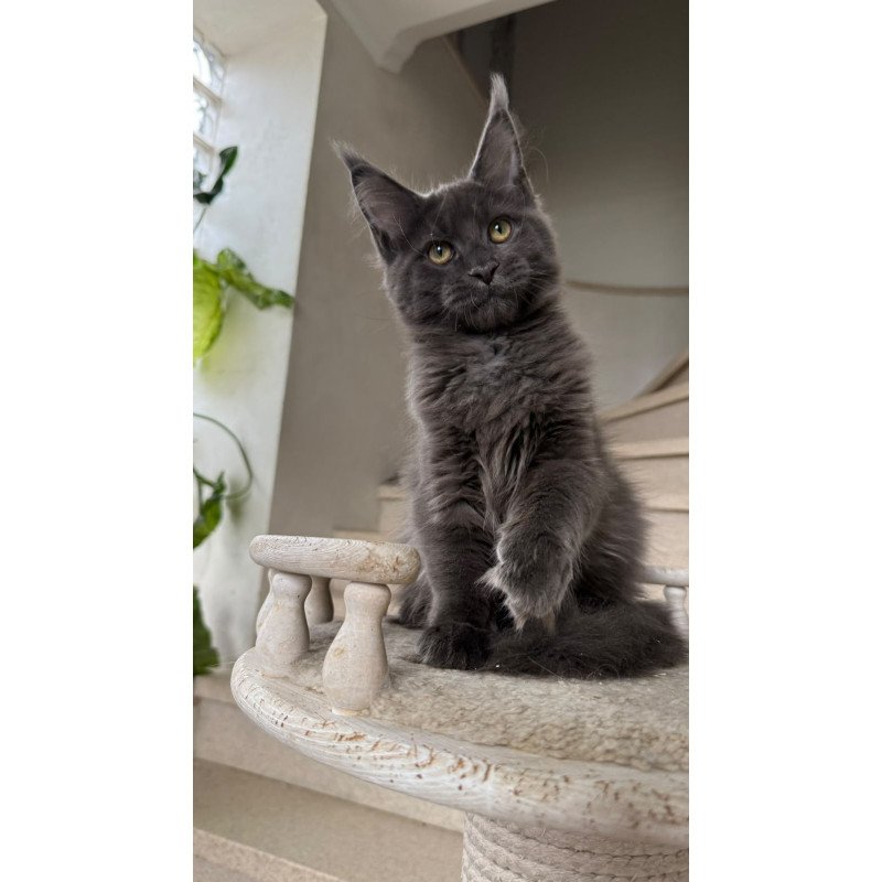 Maine Coon NOV Jina