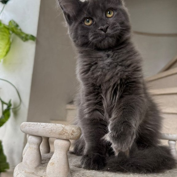 Maine Coon NOV Jina