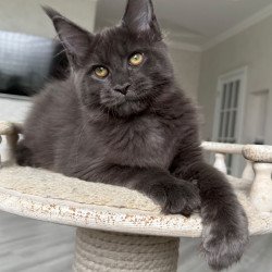 Maine Coon NOV Jina