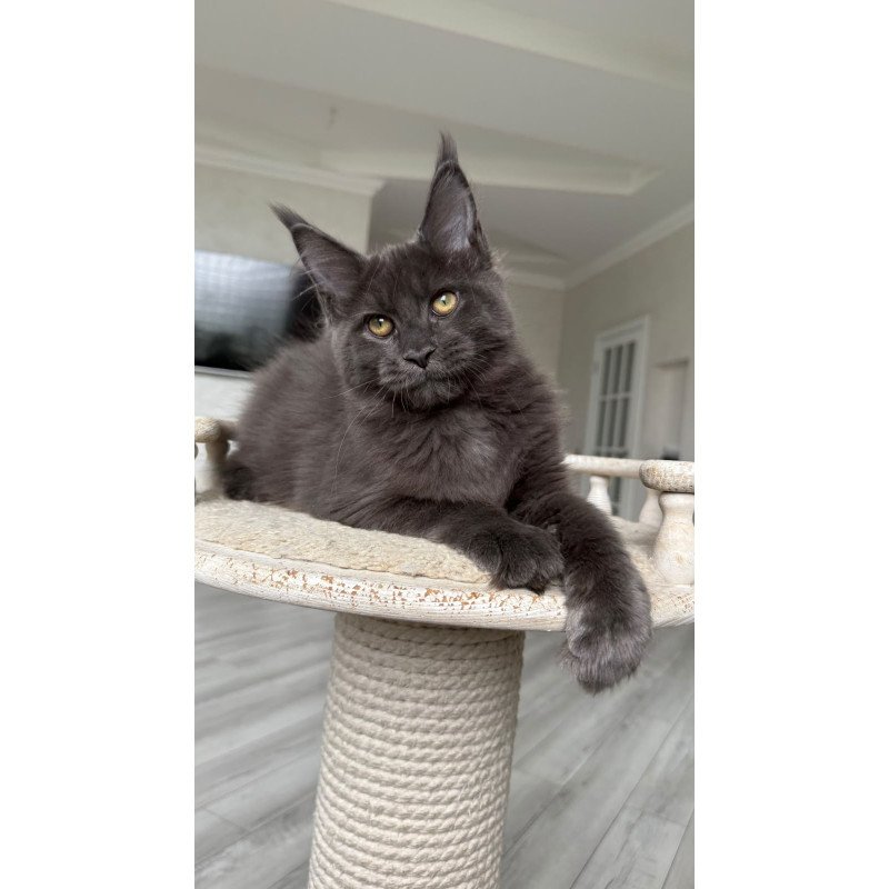 Maine Coon NOV Jina