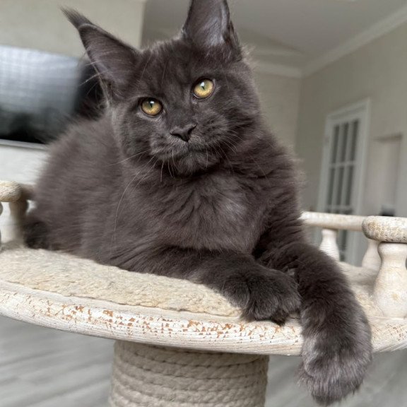 Maine Coon NOV Jina