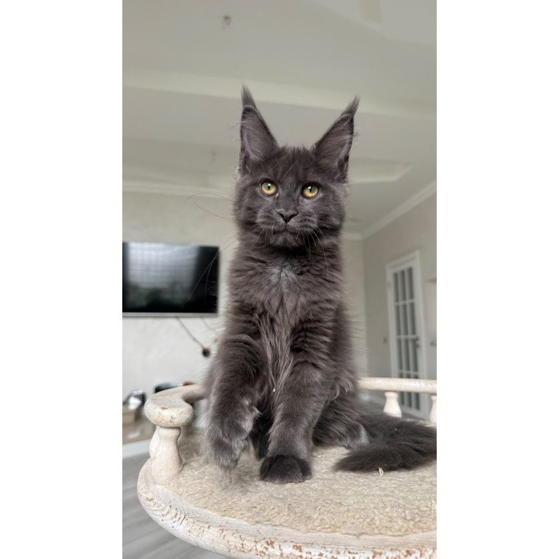 Maine Coon NOV Jina