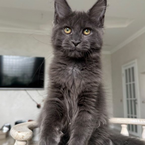 Maine Coon NOV Jina