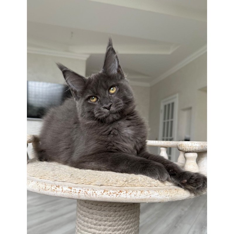 Maine Coon NOV Jina