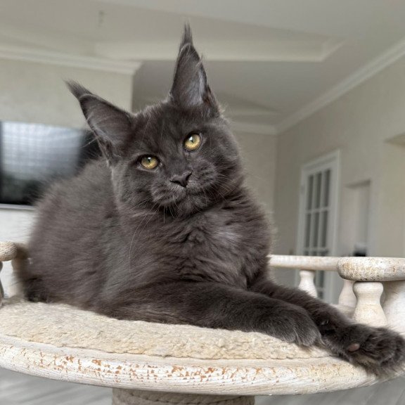 Maine Coon NOV Jina