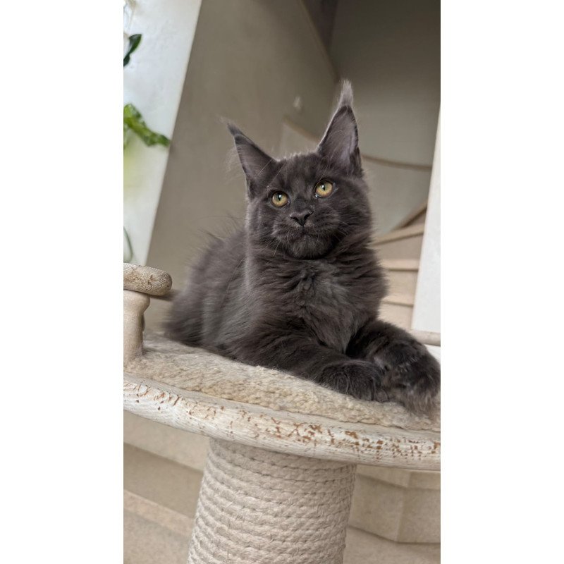 Maine Coon NOV Jina