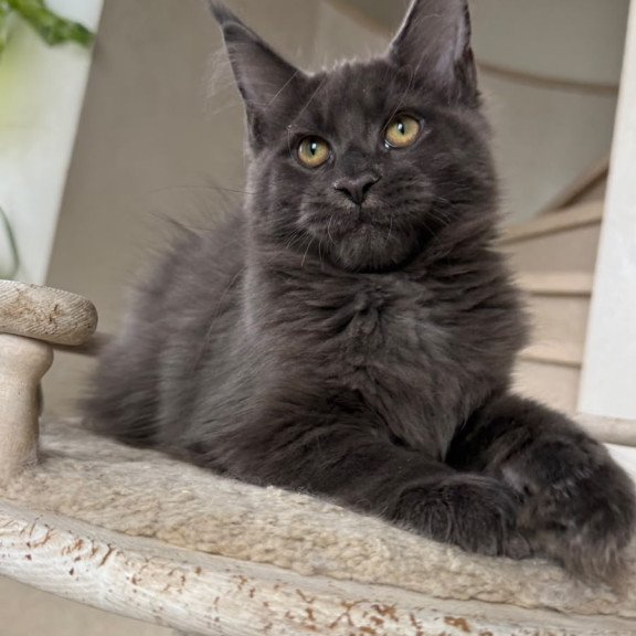 Maine Coon NOV Jina