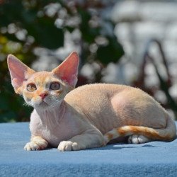 Devon Rex Hilary