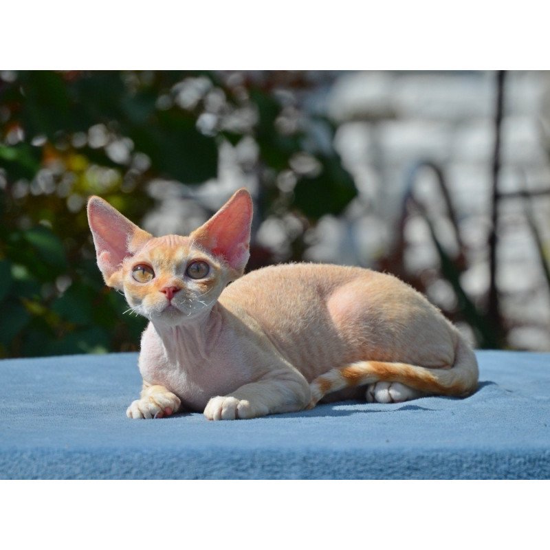 Devon Rex Hilary