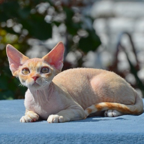 Devon Rex Hilary