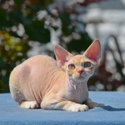 Devon Rex Hilary