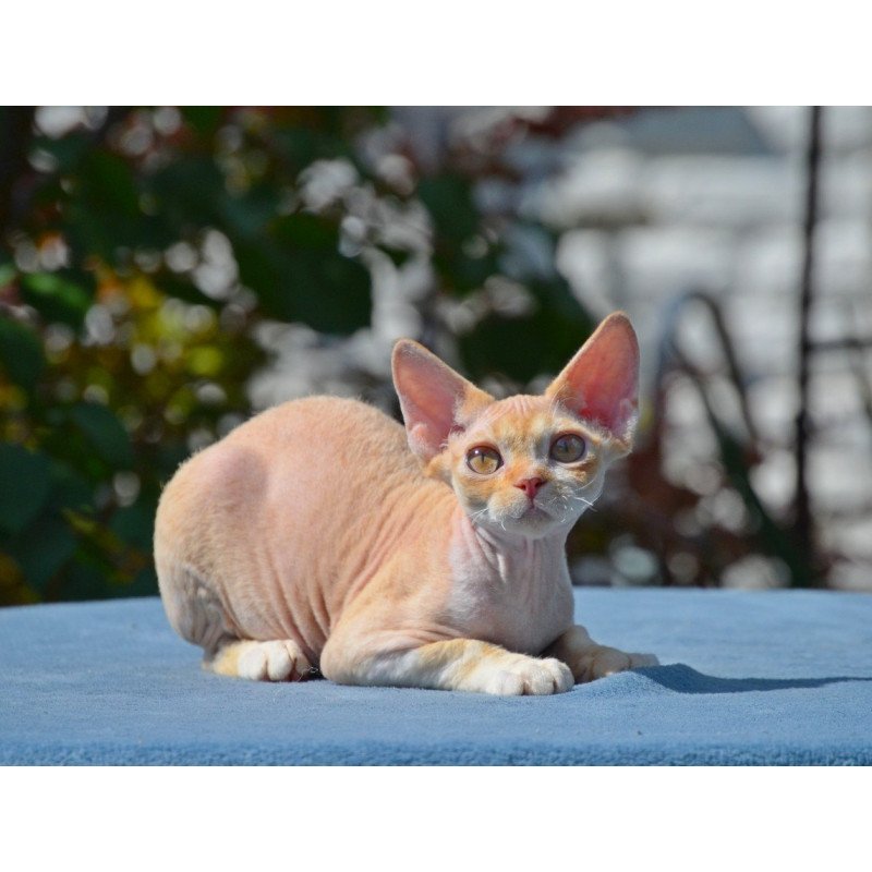 Devon Rex Hilary