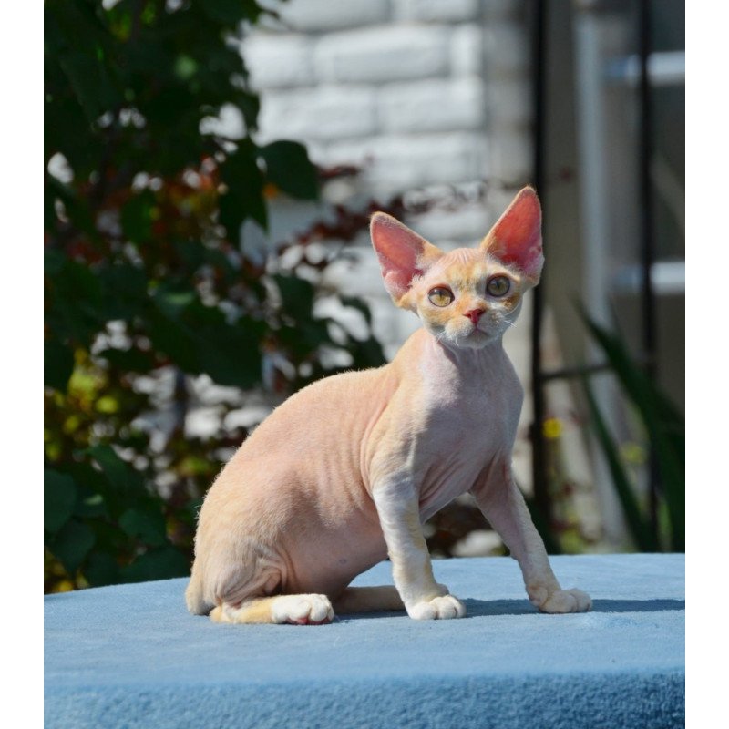 Devon Rex Hilary
