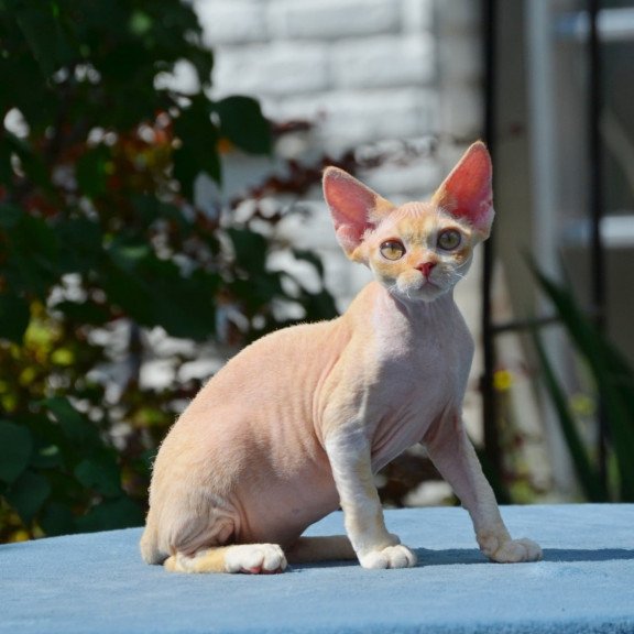 Devon Rex Hilary