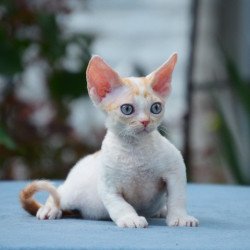 Devon Rex Garold