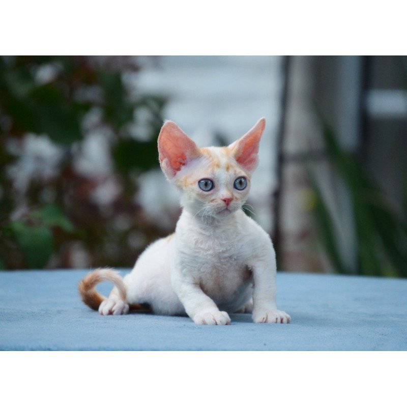 Devon Rex Garold