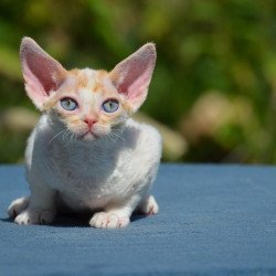 Devon Rex Garold