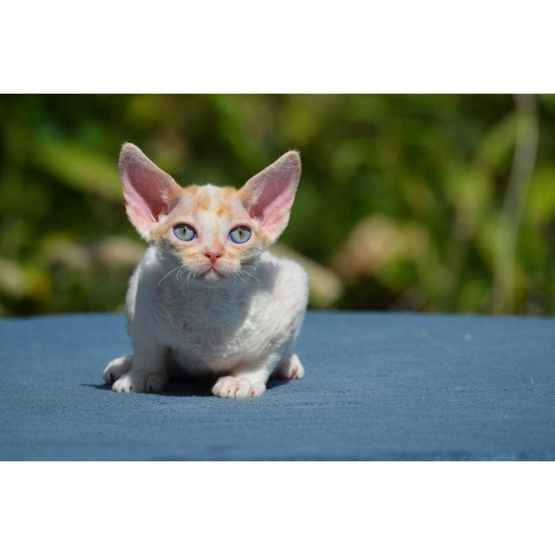 Devon Rex Garold