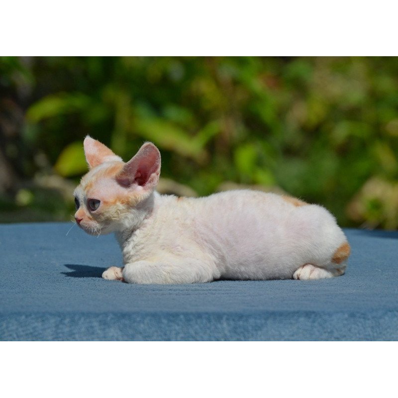 Devon Rex Garold