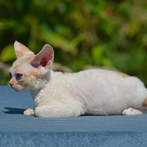 Devon Rex Garold
