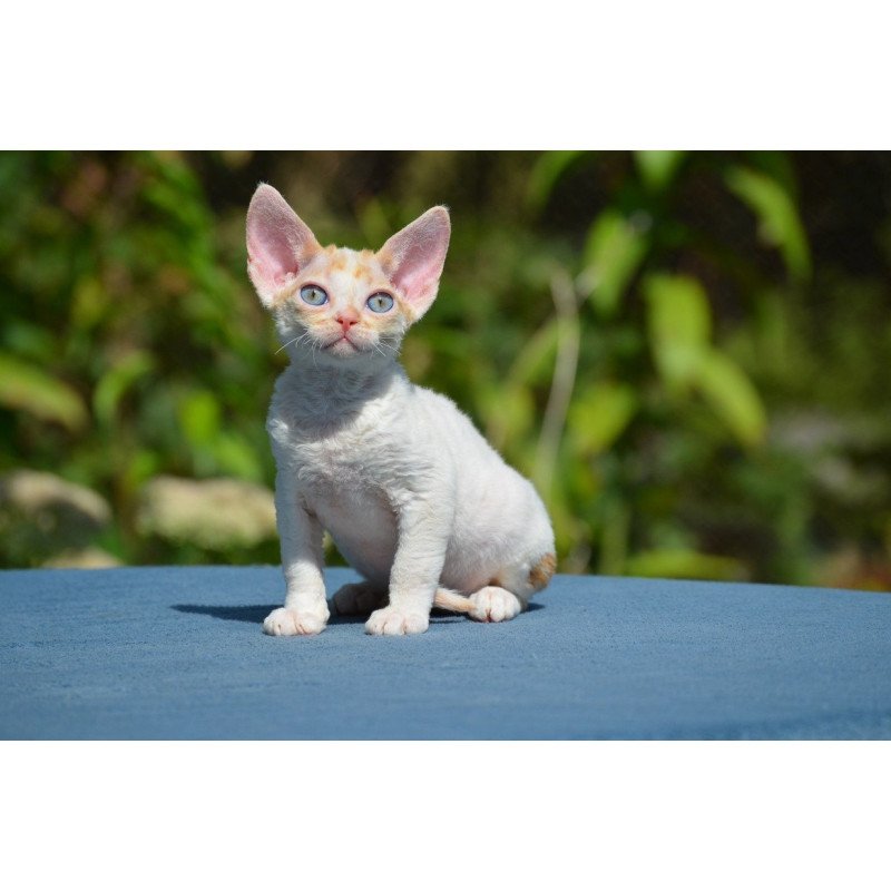 Devon Rex Garold