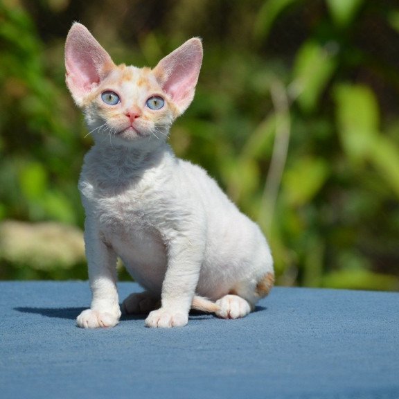 Devon Rex Garold