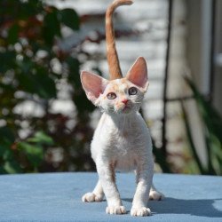 Devon Rex Gulliver