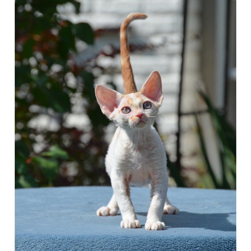 Devon Rex Gulliver