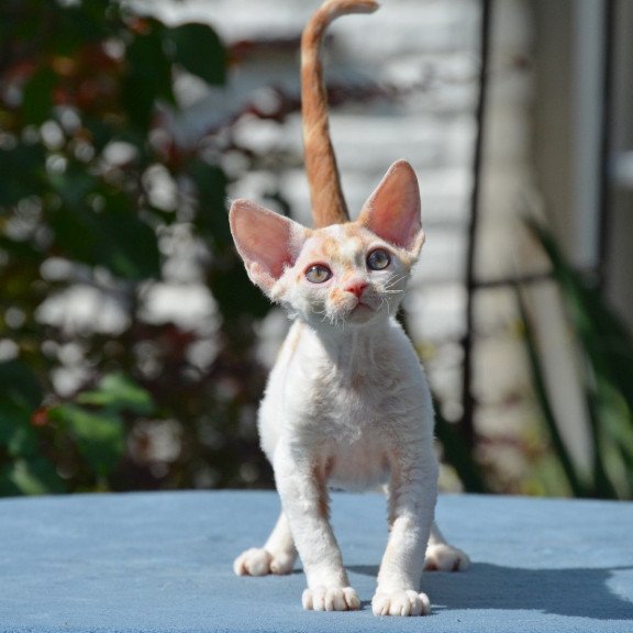 Devon Rex Gulliver