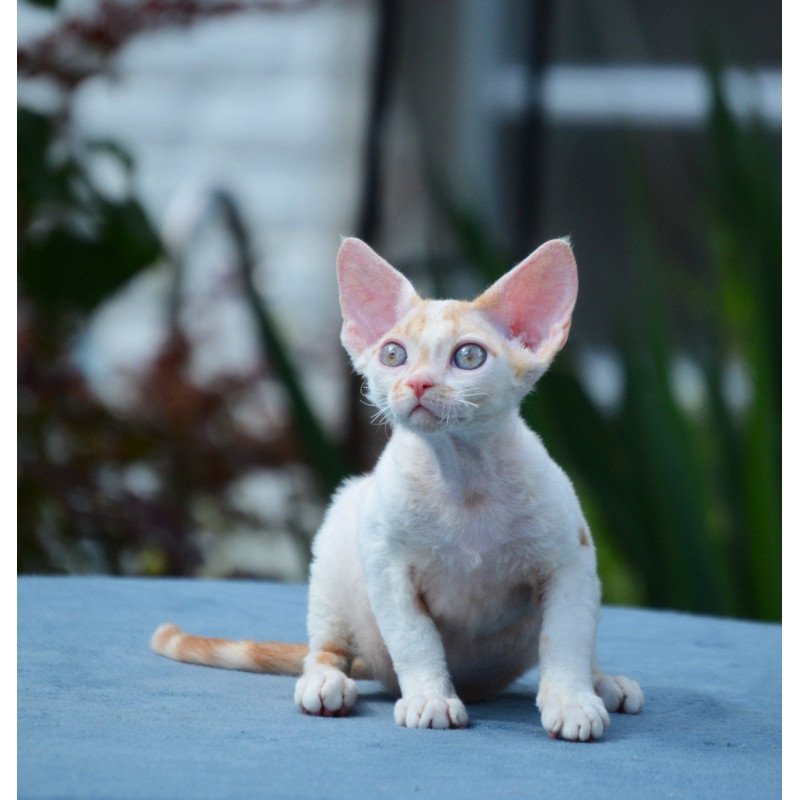 Devon Rex Gulliver
