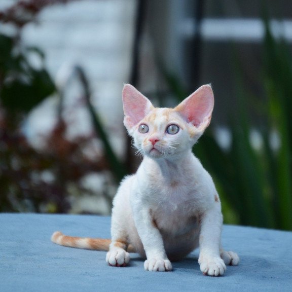Devon Rex Gulliver