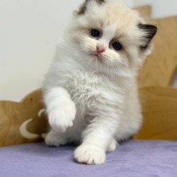 Ragdoll Ronald