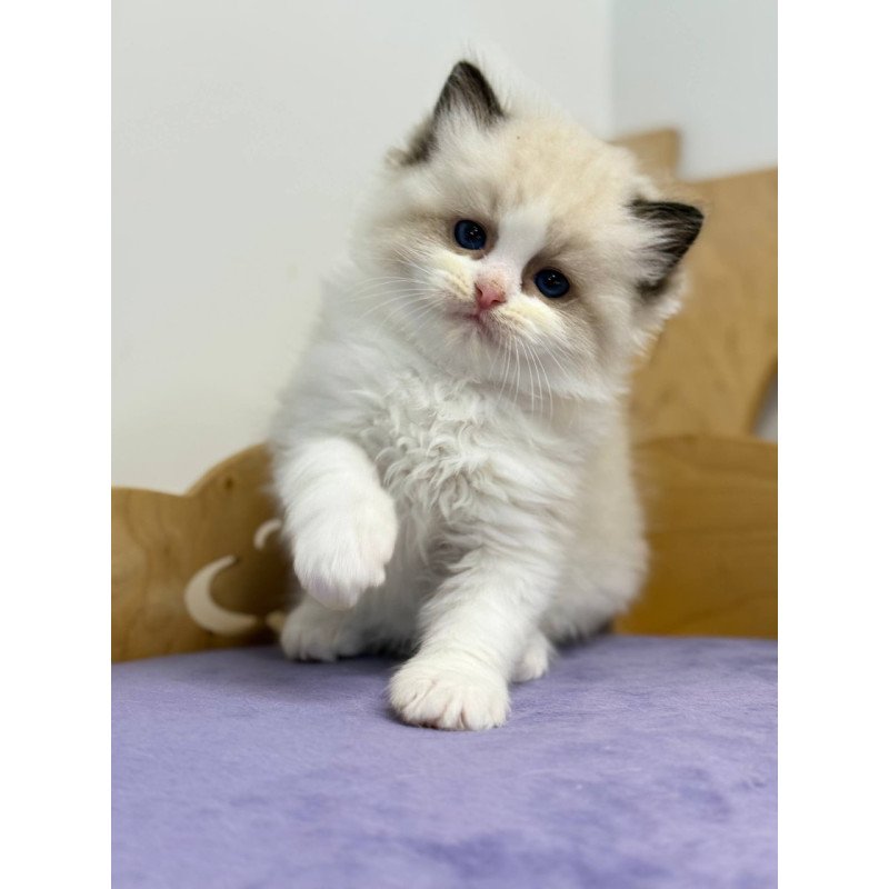 Ragdoll Ronald