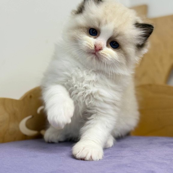 Ragdoll Ronald