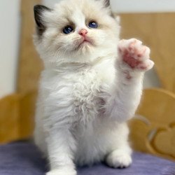 Ragdoll Ronald