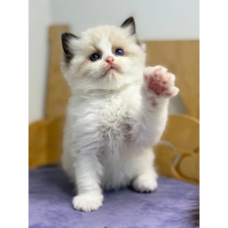 Ragdoll Ronald