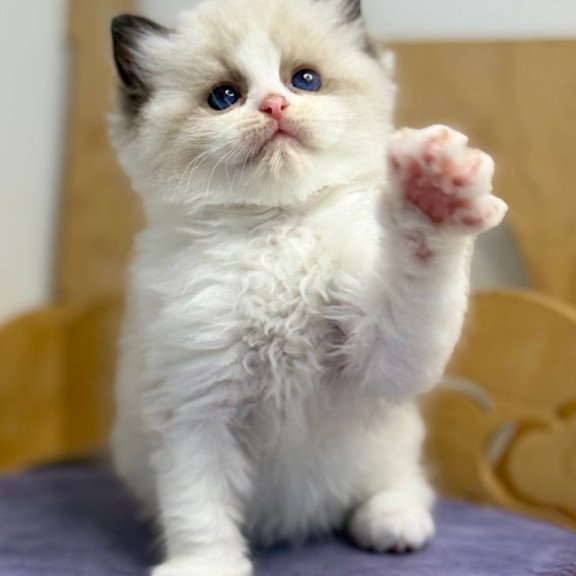 Ragdoll Ronald